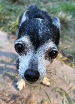 Libby
