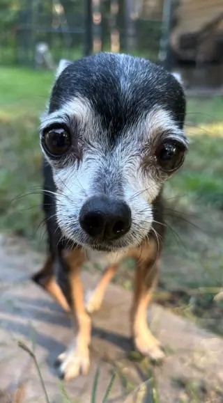 Libby