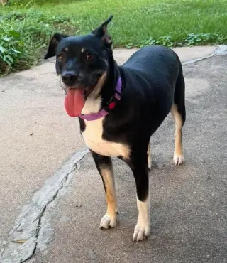 ZURI (MARLA)