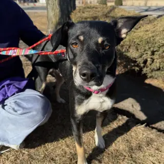 ZURI (MARLA)