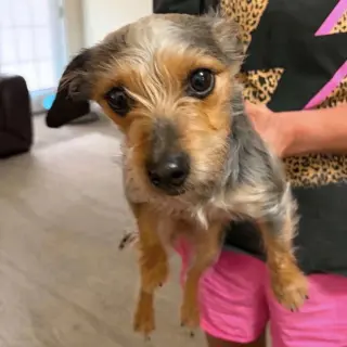 Hazel