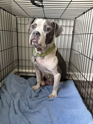 Trixie - Candy litter Mom