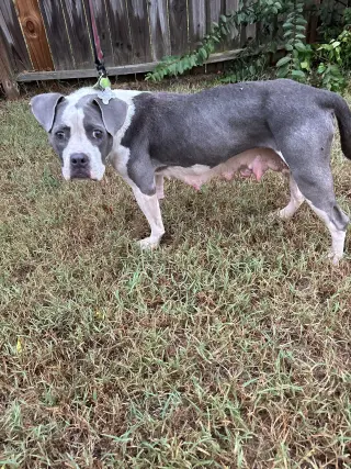 Trixie - Candy litter Mom