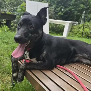 NOLA (HERA)