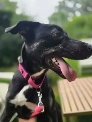 NOLA (HERA)