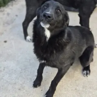 Harriet