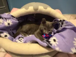 PRINCE