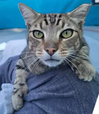 Mr Mittens