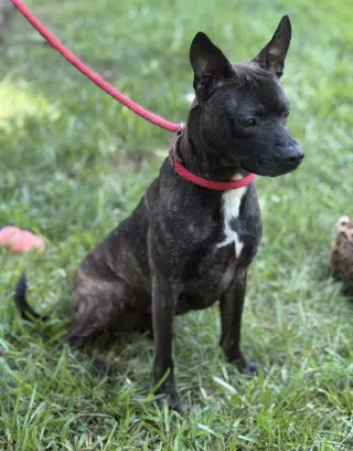 ZEUS