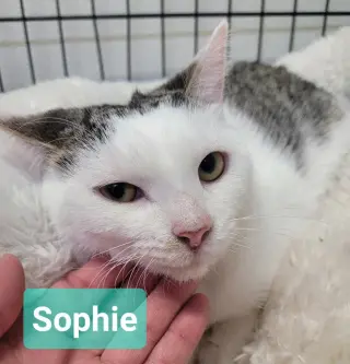 Sophie
