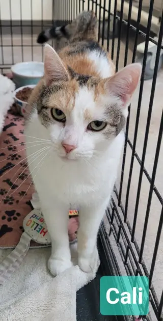 Cali