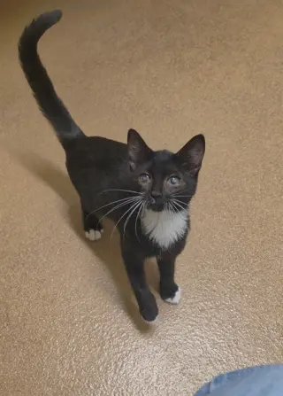 MIRA