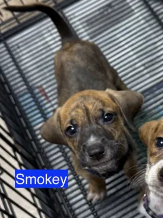 Smokey
