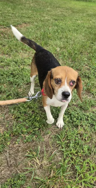 Squeak: Not at shelter (Kendra)