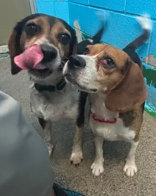 Squeak: Not at shelter (Kendra)