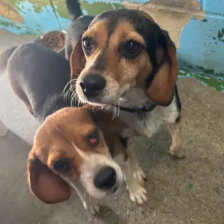 Squeak: Not at shelter (Kendra)
