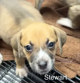 Stewart
