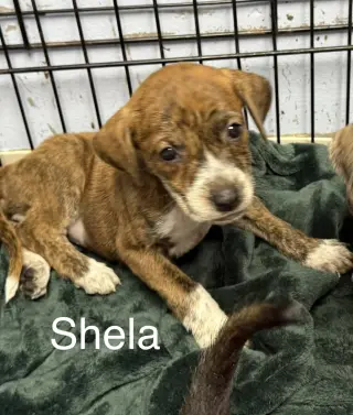 Sheila