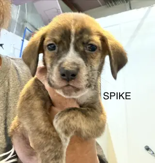 Spike