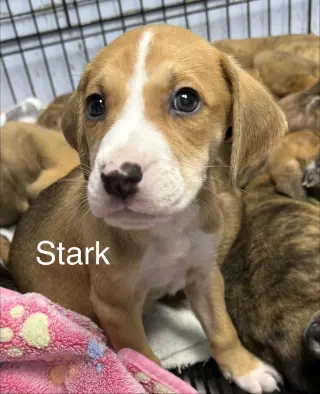 Stark