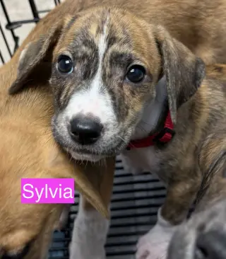 Sylvia