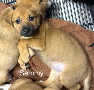 Sammy