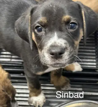 Sinbad
