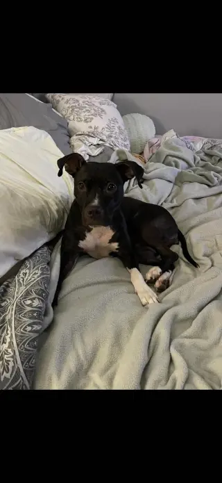 Lola