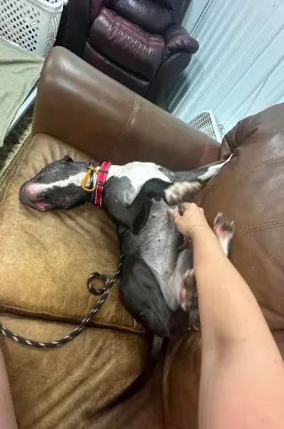 Lola