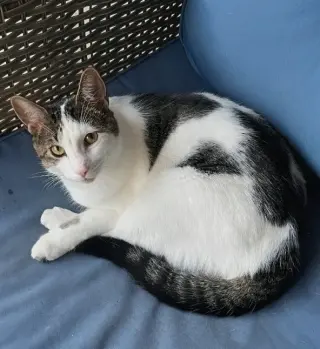 Snickers foster home