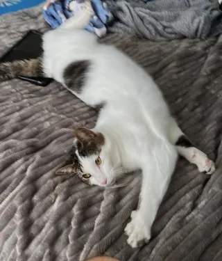 Snickers foster home