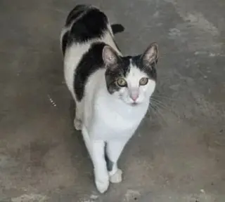 Snickers foster home