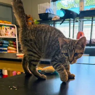 Peanut