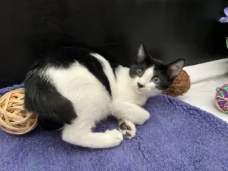 Kit