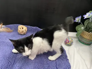 Kit