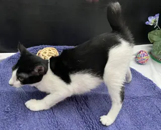 Kit