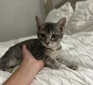Sylvie