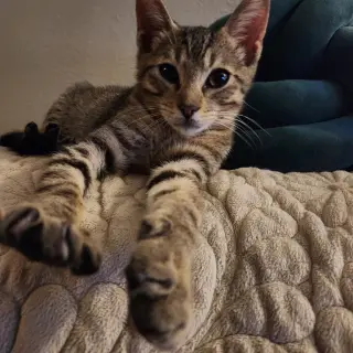Timmy