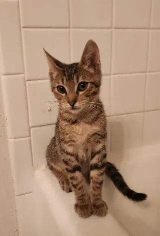Timmy