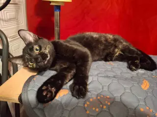 Dusty