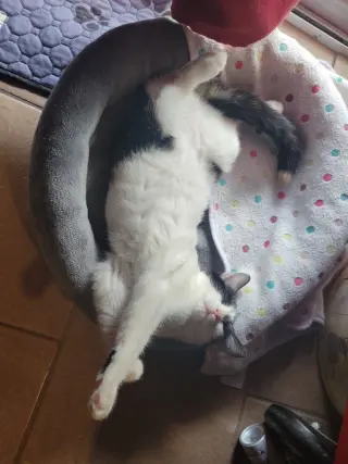 KitKatBar