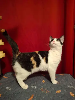 KitKatBar