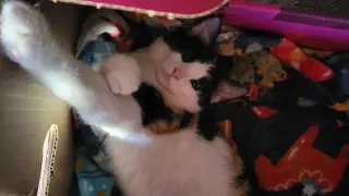 KitKatBar