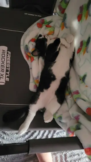 Oreo