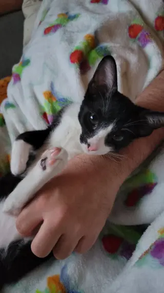 Oreo