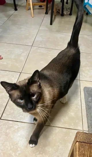 Charlie AFFECTIONATE