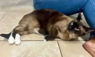 Charlie AFFECTIONATE