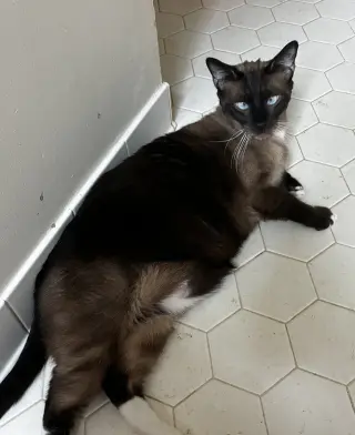 Charlie AFFECTIONATE