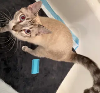 Lily Lynx