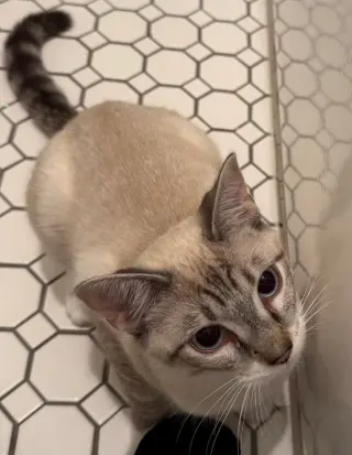 Lily Lynx
